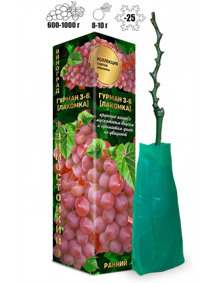 Саженец Виноград киш-миш Гурман 3-6 (Лакомка) (розов, ранн), 1 шт , Весна 2026