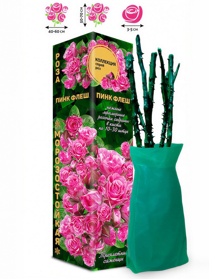 Саженец Роза спрей «Пинк Флеш», 1 шт., Весна 2026