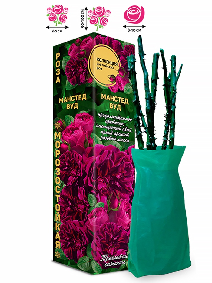 Саженец Роза английская «Манстед Вуд», 1 шт., Весна 2026