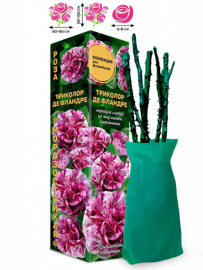 Саженец Роза флорибунда «Триколор де Фландре», 1 шт., Весна 2026