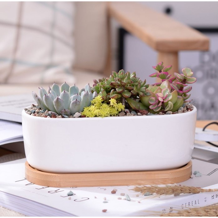 Горшок для кактусов и суккулентов «Эко бонсай», 500 мл, 17×9×6 см, керамика, с поддоном, белый