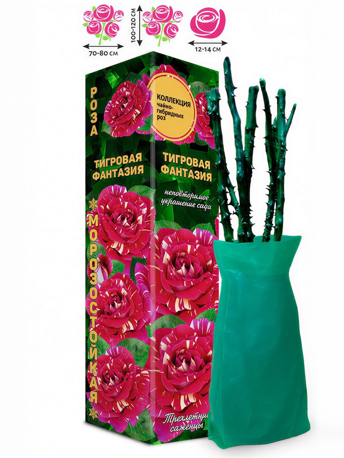 Саженец Роза чайно-гибридная «Тигровая Фантазия», 1 шт., Весна 2026