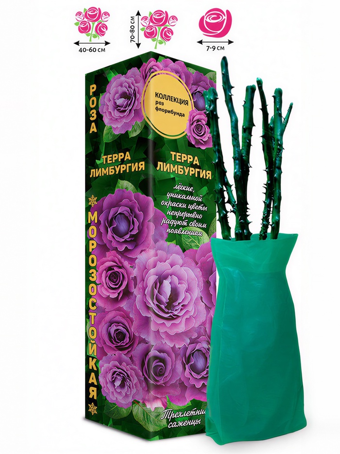 Саженец Роза флорибунда «Терра Лимбургия», 1 шт., Весна 2026