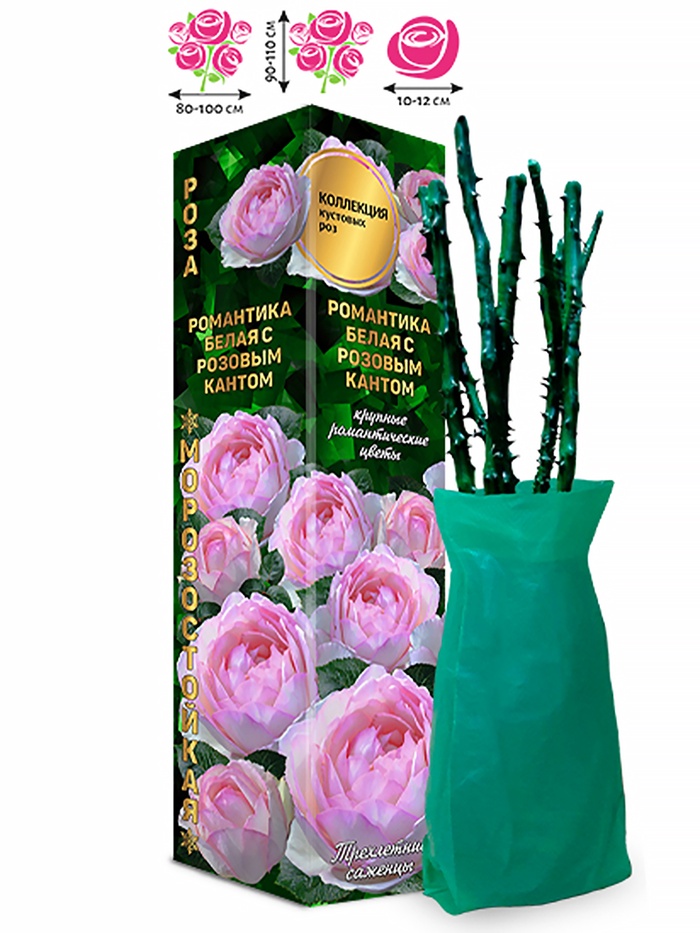 Саженец Роза английская «Романтика Белая с Розовым Кантом», 1 шт., Весна 2026