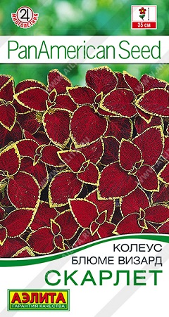 Цветы Колеус блюме Скарлет 5 шт ц/п Аэлита (комн.)