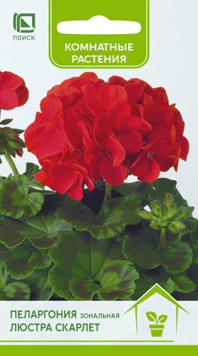 Цветы Пеларгония Люстра Скарлет 5 шт ц/п Поиск (комн.)