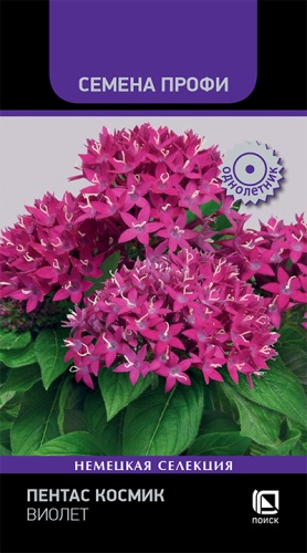 Цветы Пентас Космик Виолет 7 шт ц/п Поиск (комн.)