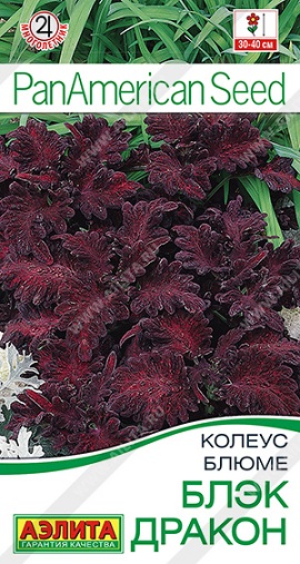 Цветы Колеус блюме Блэк Дракон 5 шт ц/п Аэлита (комн.)