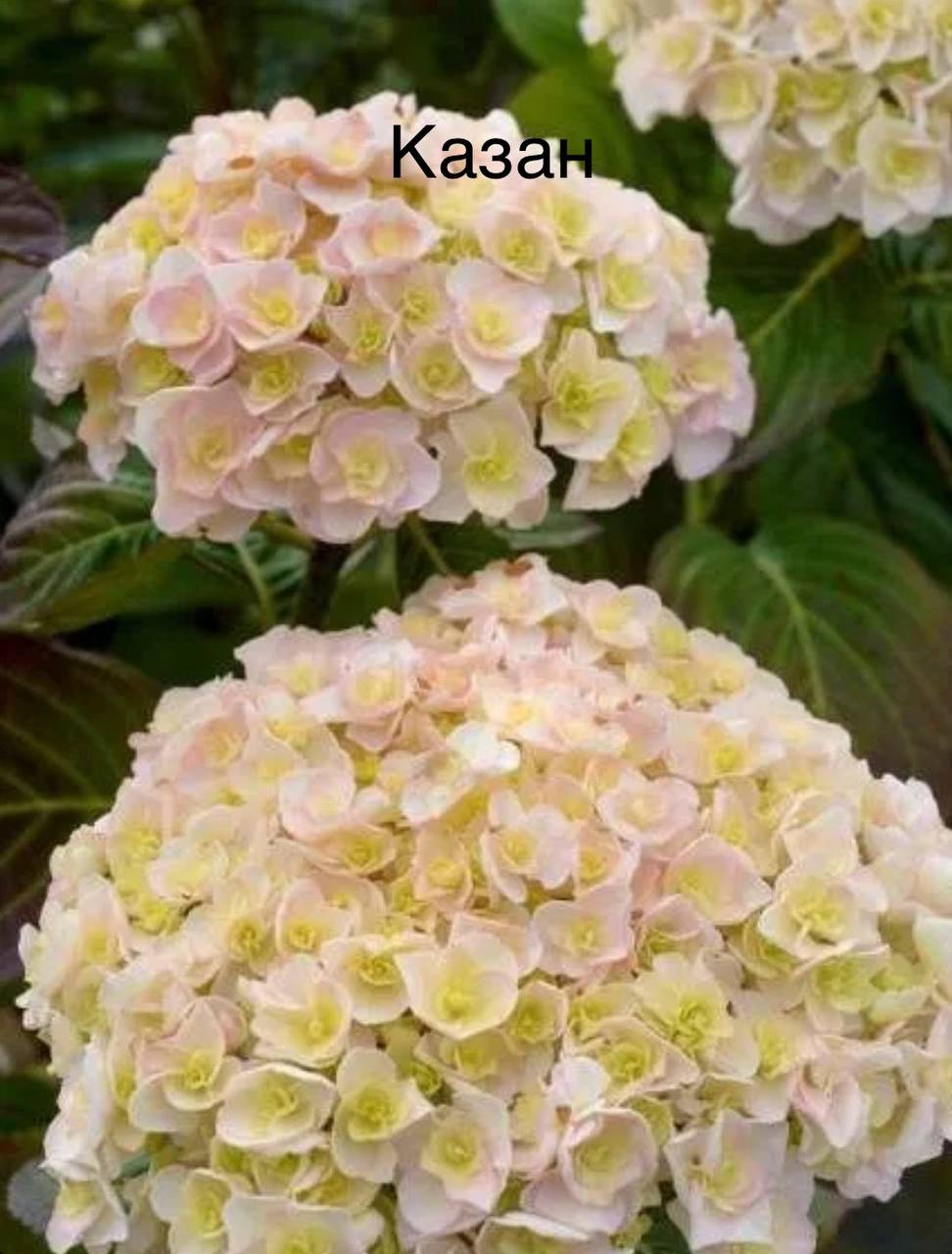 гортензия крупнолистная Казан