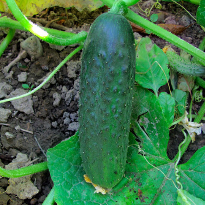 6264U Огурец Кристина F1 5шт