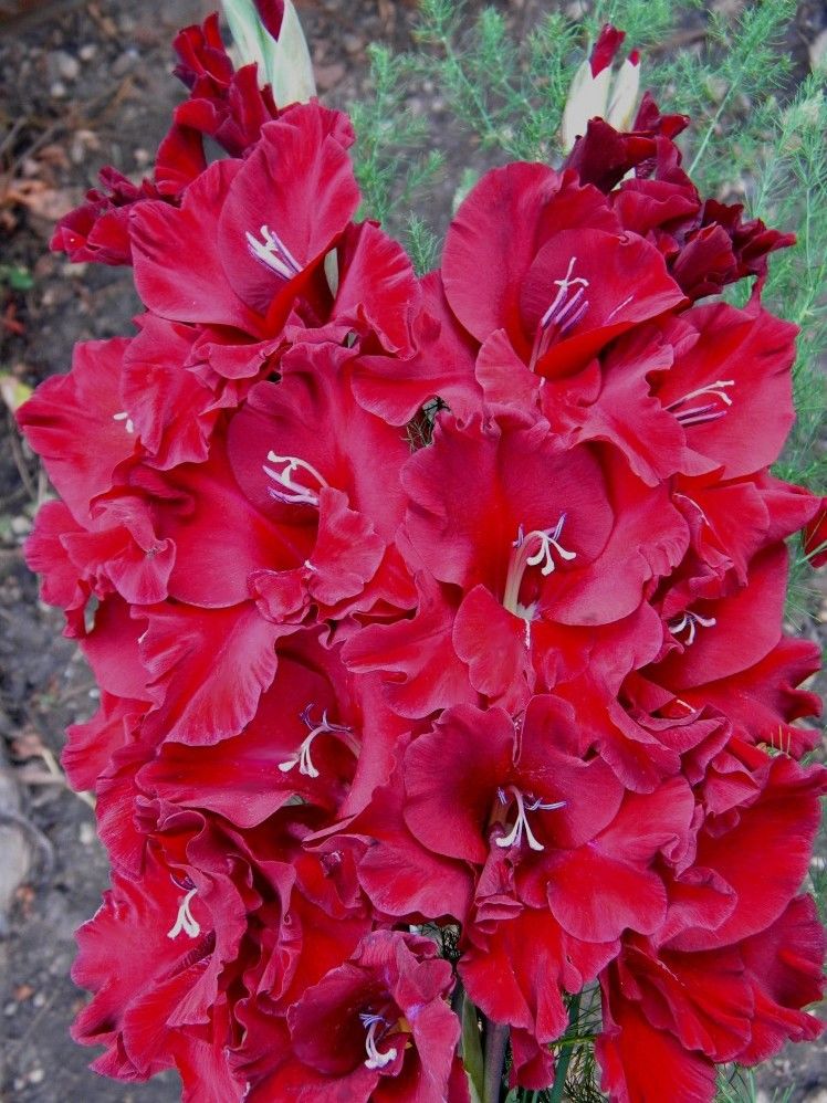 Гладиолус Центаурус