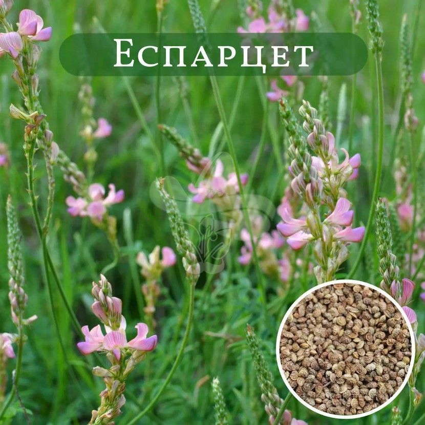 Сидерат Эспарцет (вес 40кг/м)