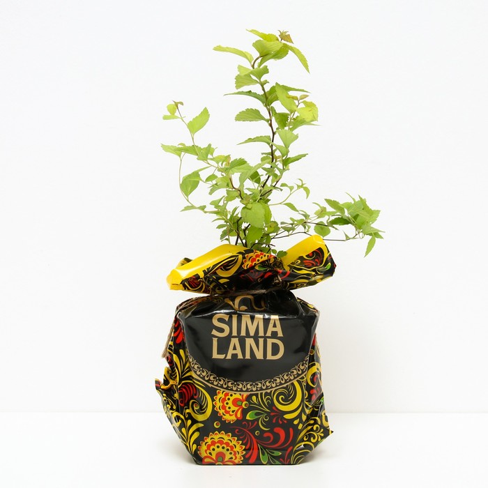 Саженец Спирея (горшок р9) Хуберт голд, 1 шт, Осень 2025