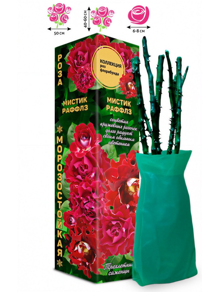 Саженец Роза флорибунда «Мистик Раффлз», 1 шт., Весна 2026