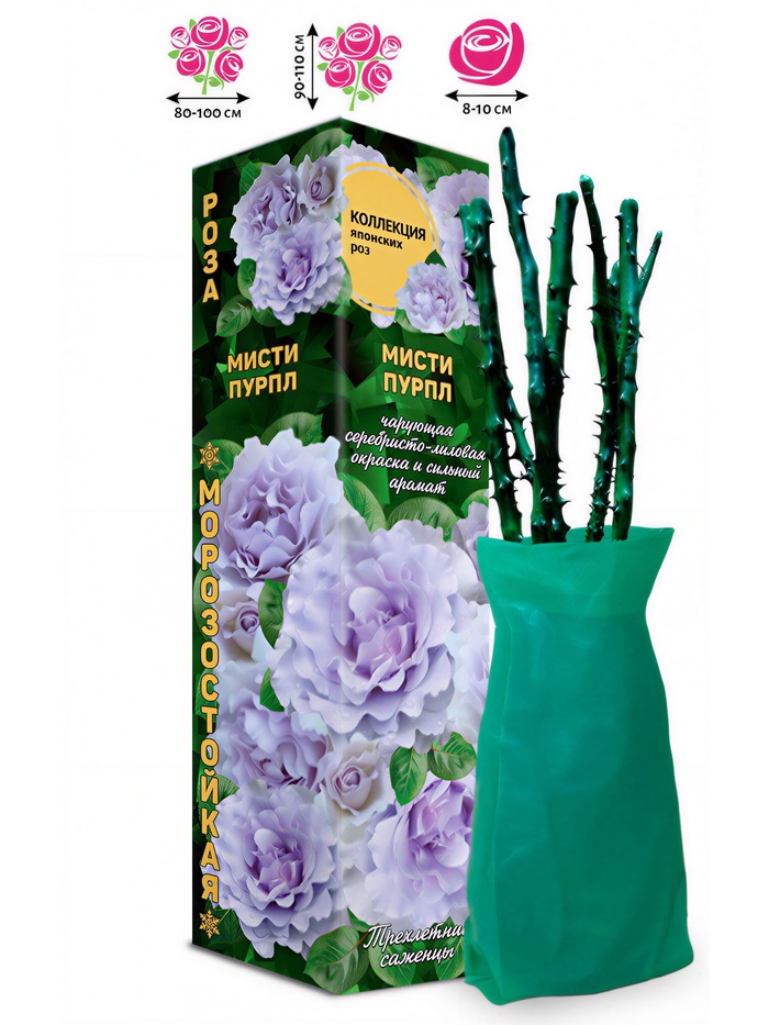 Саженец Роза японская-флорибунда «Мисти Пурпл», 1 шт., Весна 2026