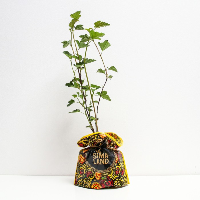 Саженец Пузыреплодник (горшок р9) Ред барон, 1 шт, Осень 2025