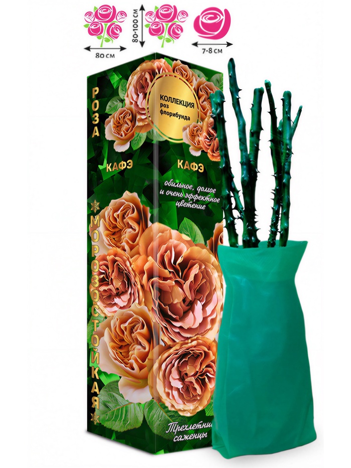 Саженец Роза флорибунда «Кафэ», 1 шт., Весна 2026