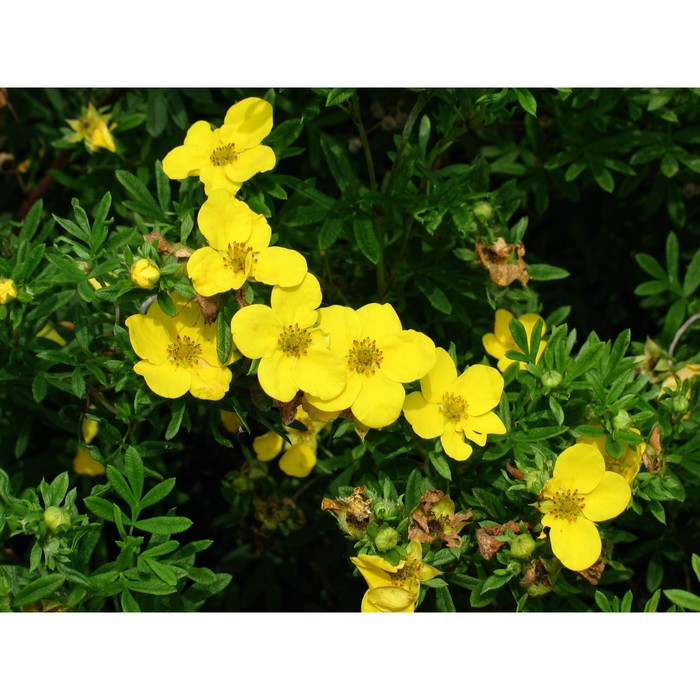 Саженец Курильский чай (горшок р9) Минелус, 1 шт, Осень 2025