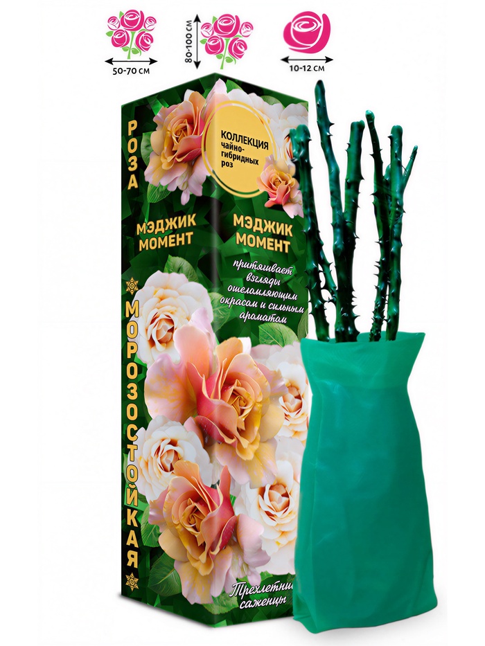 Саженец Роза чайно-гибридная «Мэджик Момент», 1 шт., Весна 2026