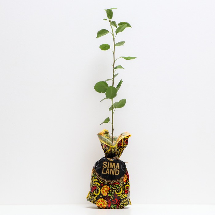 Саженец Груша окс (от 100 см) Пермячка, 1 шт, Осень 2025