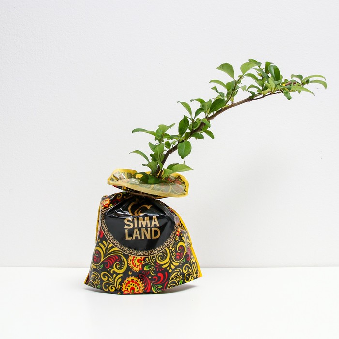 Саженец Айва (горшок р9) Фелконет скарлет, 1 шт, Осень 2025