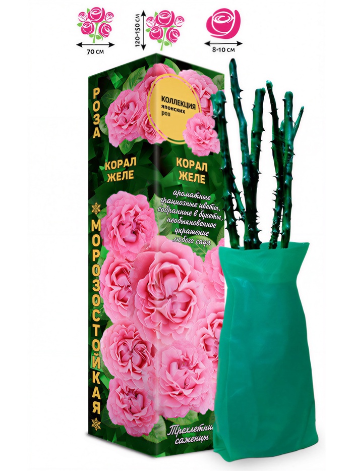 Саженец Роза японская-шраб «Корал Желе», 1 шт., Весна 2026