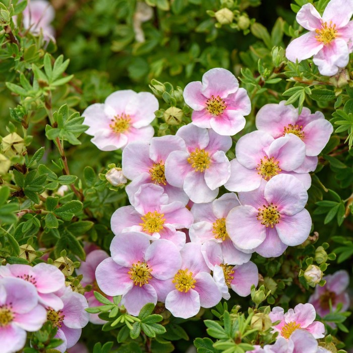 Саженец Курильский чай (горшок р9) Пинк принцесс, 1 шт, Осень 2025