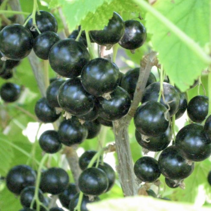 Саженец Смородина черная (ОКС) Мушкетер, 1 шт, Осень 2025