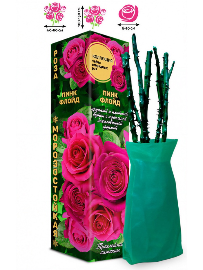 Саженец Роза чайно-гибридная «Пинк Флойд», 1 шт., Весна 2026