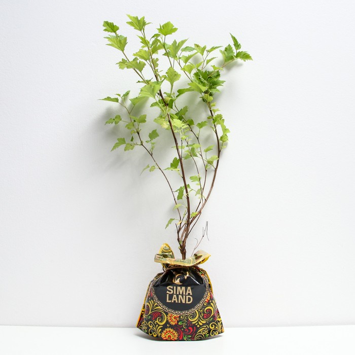 Саженец Пузыреплодник (горшок р9) Наггет, 1 шт, Осень 2025