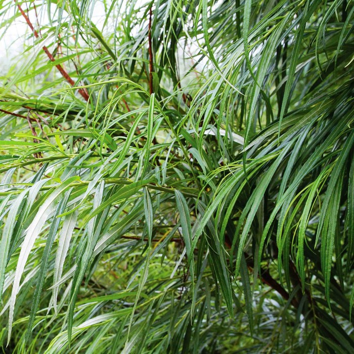 Саженец Ива (горшок р9) Шверина улучшенная, 1 шт, Осень 2025