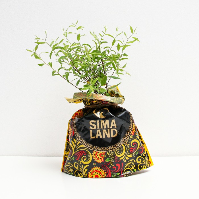 Саженец Спирея (горшок р9) Серая грефшейм, 1 шт, Осень 2025