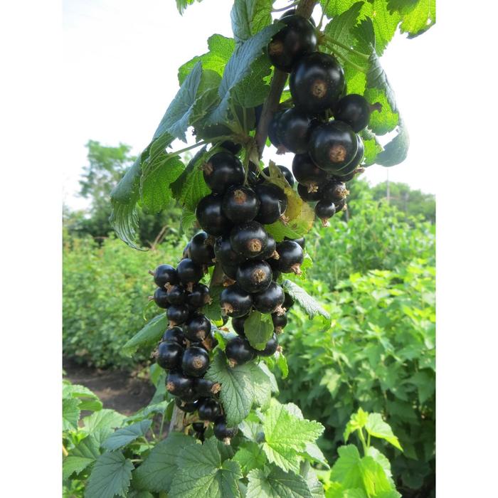 Саженец Смородина черная (ОКС) Бен Тисел, 1 шт, Осень 2025