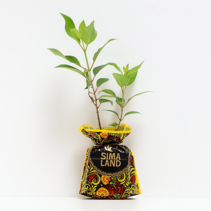 Саженец Гортензия (горшок р9) Пинки Винки, 1 шт, Осень 2025