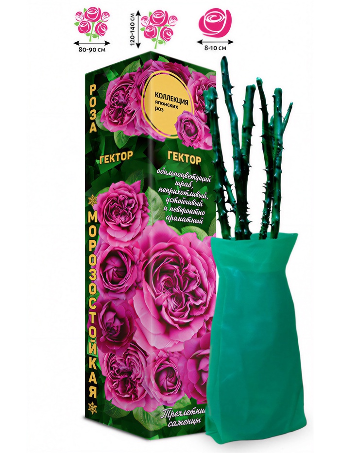 Саженец Роза японская-шраб «Гектор», 1 шт., Весна 2026