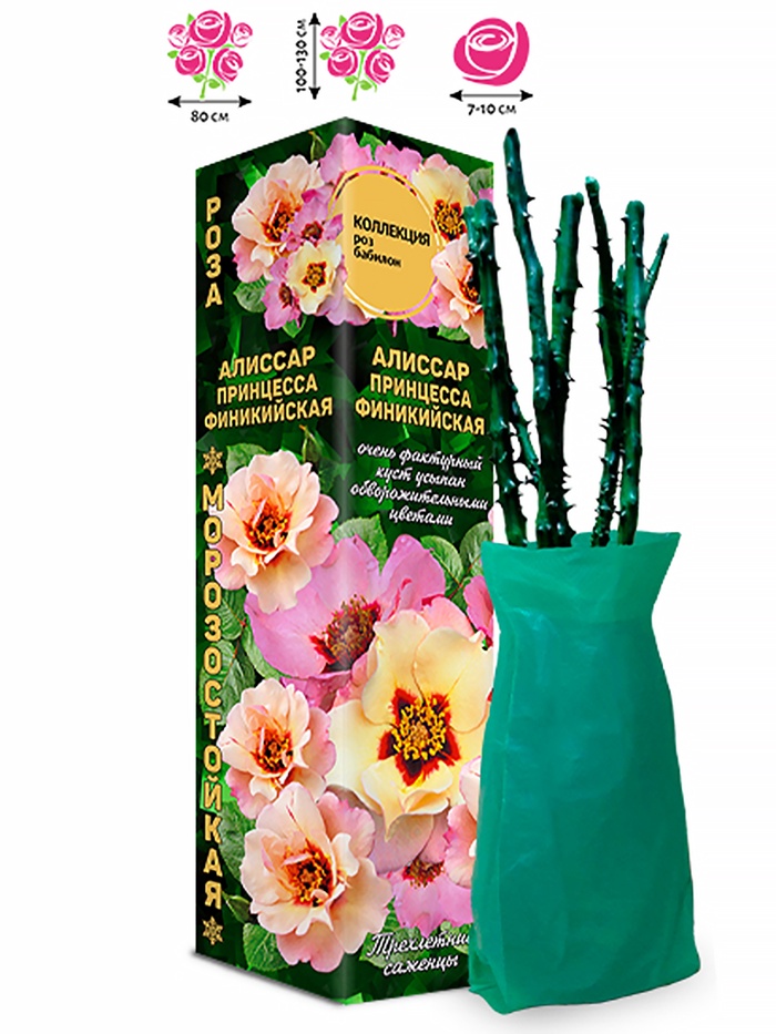 Саженец Роза бэбилон «Алиссар Принцесса Финикийская», 1 шт., Весна 2026