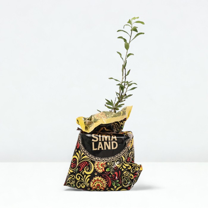 Саженец Годжи (горшок р9) Нью биг, 1 шт, Осень 2025