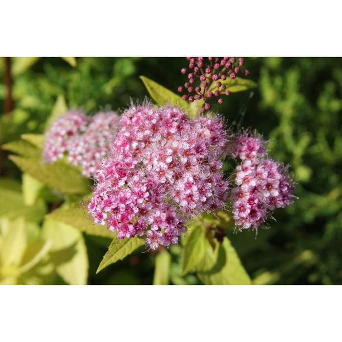 Саженец Спирея (горшок р9) Голдмаунд, 1 шт, Осень 2025