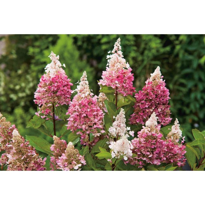 Саженец Гортензия (горшок р9) Пинки Винки, 1 шт, Осень 2025