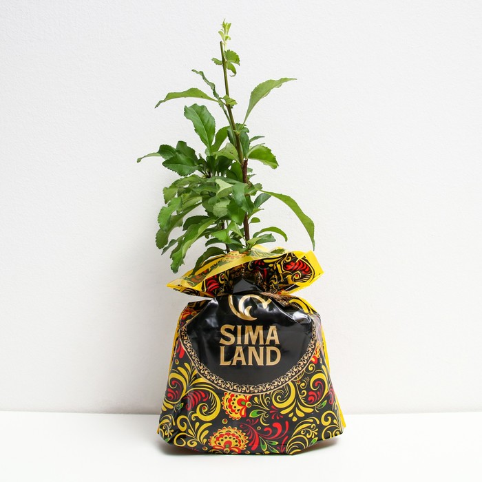 Саженец Айва (горшок р9) Боуль де Фе, 1 шт, Осень 2025