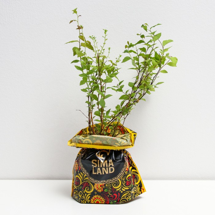 Саженец Спирея (горшок р9) Файерлайт, 1 шт, Осень 2025