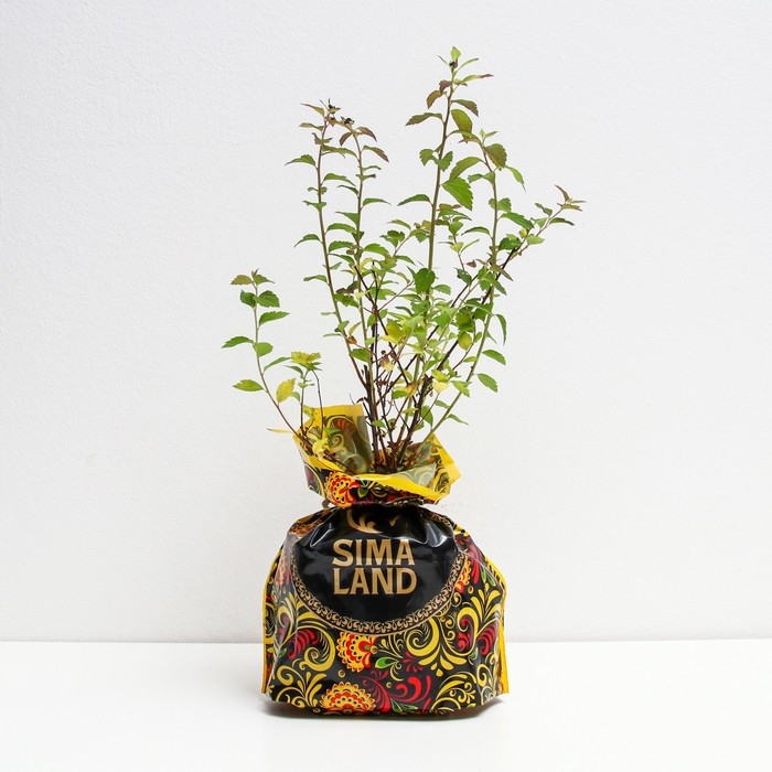 Саженец Спирея (горшок р9) Спарклинг Шампань, 1 шт, Осень 2025