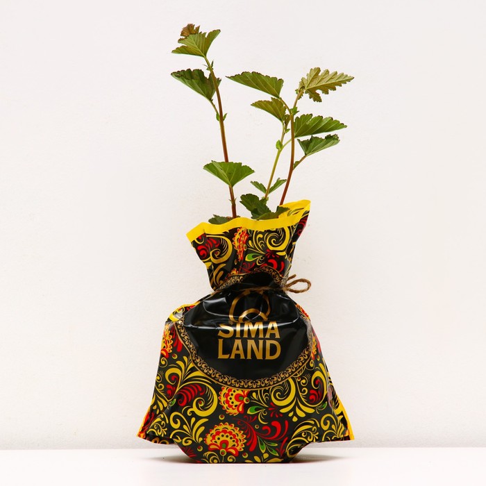 Саженец Пузыреплодник (горшок р9) Ред барон, 1 шт, Осень 2025