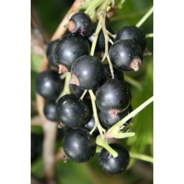 Саженец Смородина черная (ОКС) Ядреная, 1 шт, Осень 2025