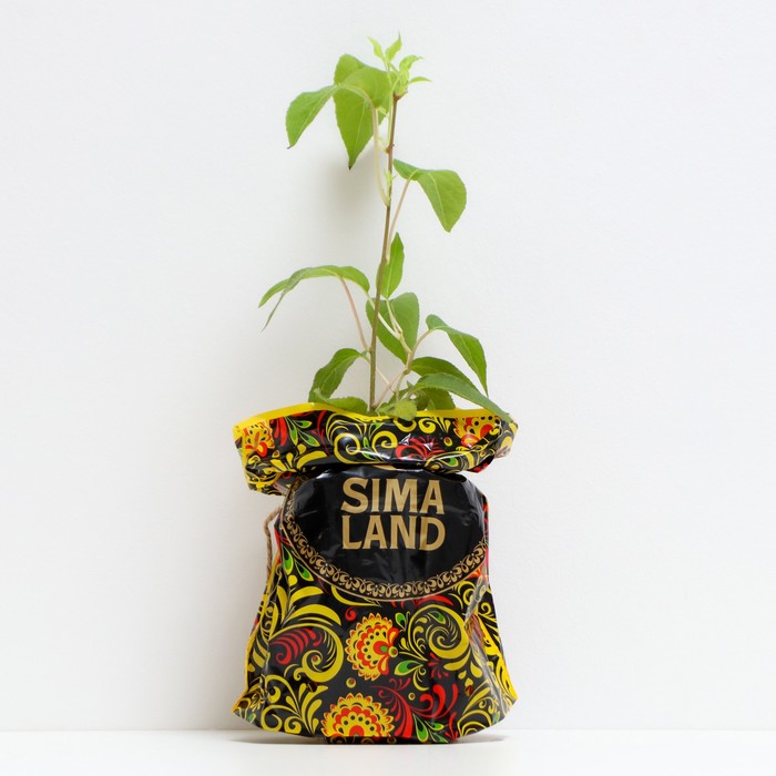 Саженец Актинидия (горшок р9) Адам (мужская), 1 шт, Осень 2025