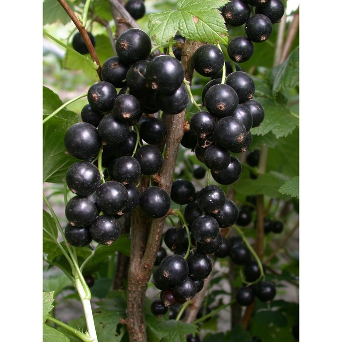 Саженец Смородина черная (ОКС) Бен Тибен, 1 шт, Осень 2025