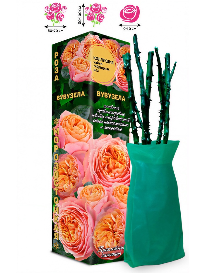 Саженец Роза чайно-гибридная «Вувузела», 1 шт., Весна 2026