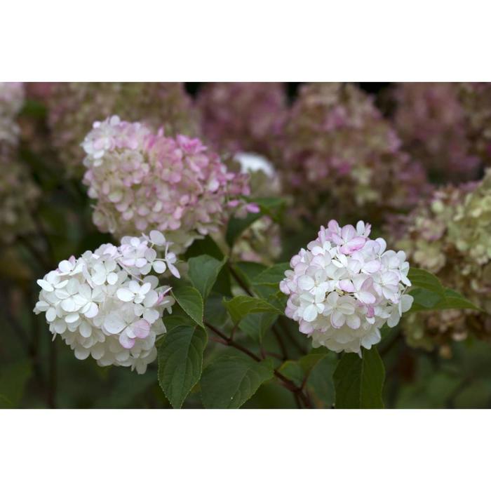 Саженец Гортензия (горшок р9) Пиджи энд фамили, 1 шт, Осень 2025