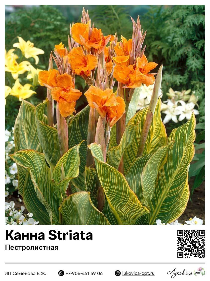 Канна Striata (Пестролистная)