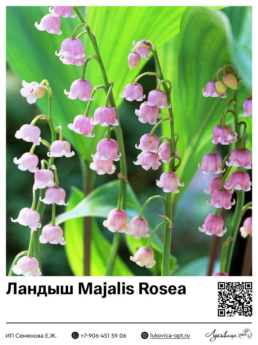 Ландыш Rosea (Майский)